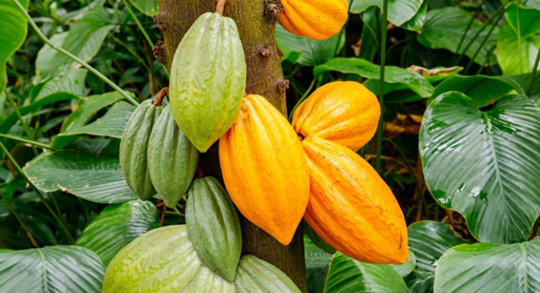 Comment bien fertiliser une plantation de cacaoyers ?