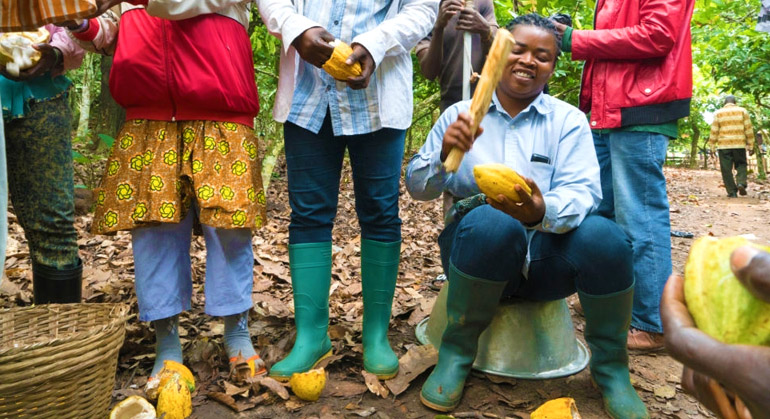 Comment récolter et préparer le cacao marchand ?
