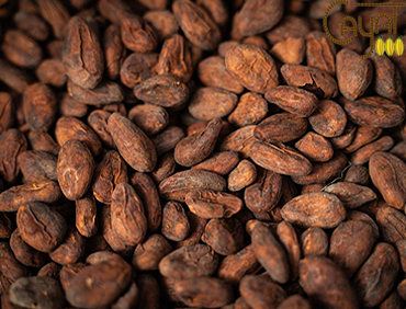 Cacao CAYAT Coopérative Agricole